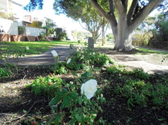 Memorial Rose Garden