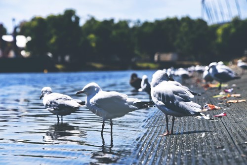 H5 avian influenza (bird flu) - find out how you can protect community