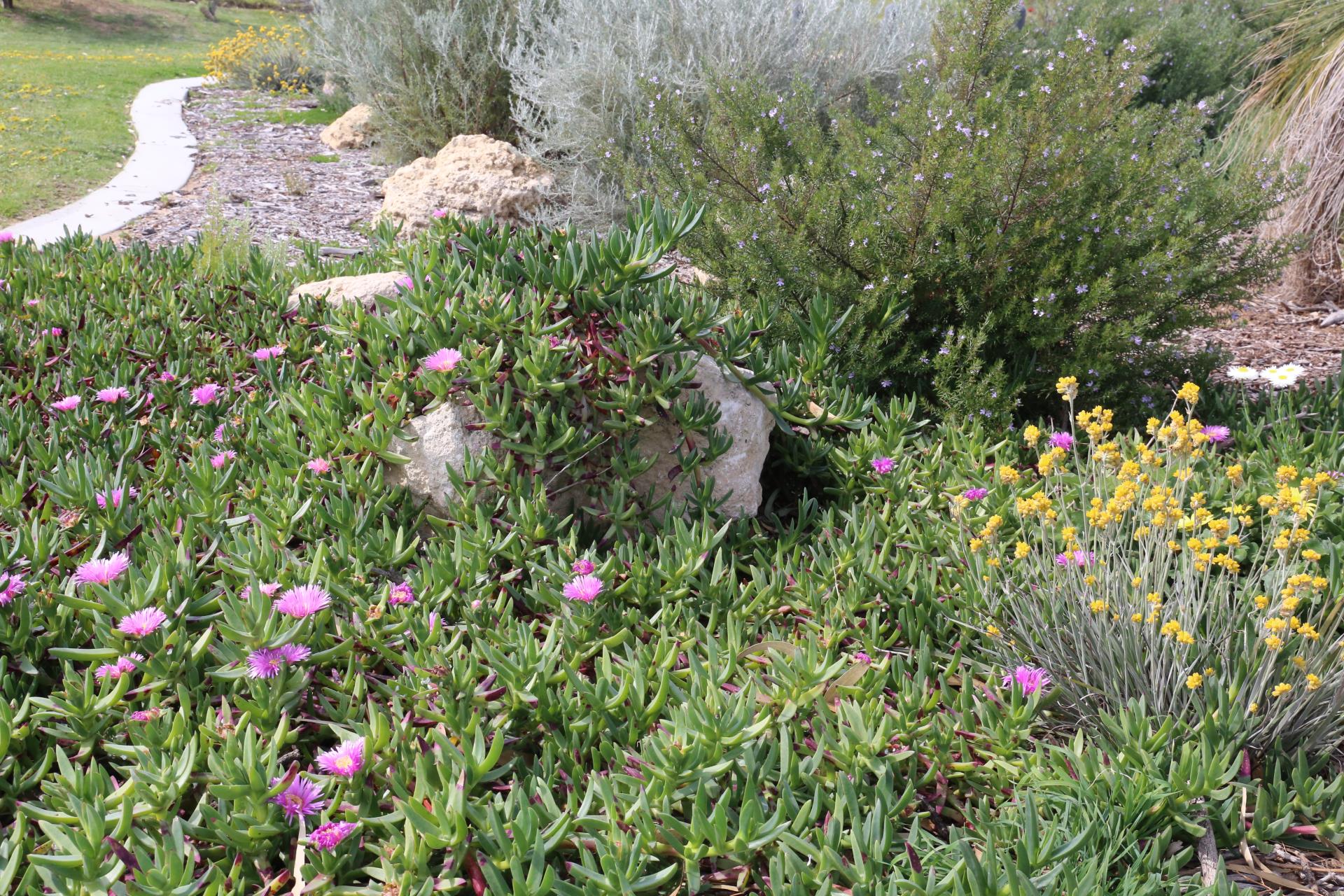 Native Verge Garden Workshop and Showcase