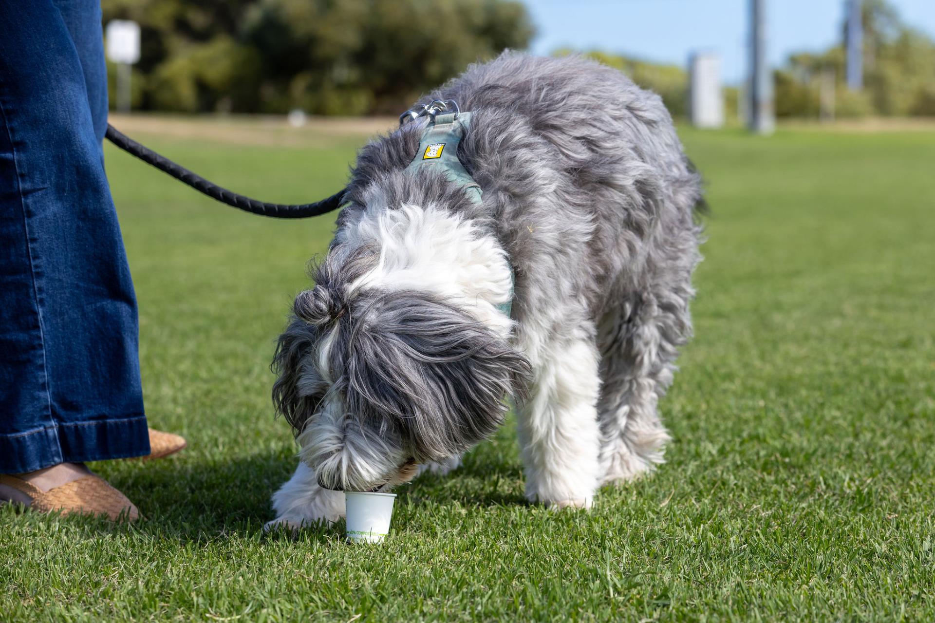 Dogs required to be on-leash during WAFL Match Days