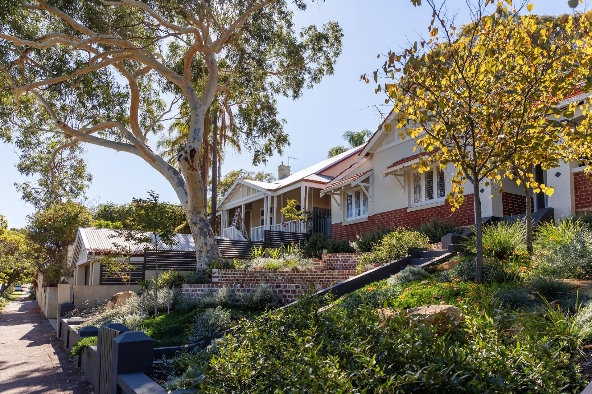 Trees lost to Polyphagous shot-hole borer to be replaced