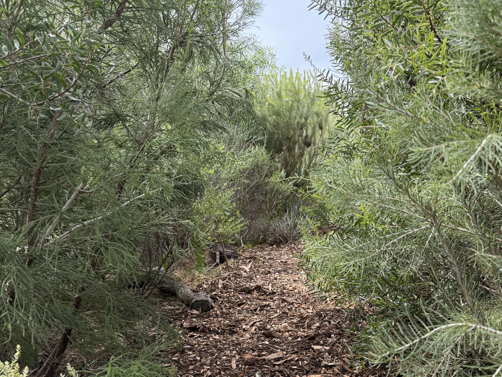 East Freo to plant its first Miyawaki forest