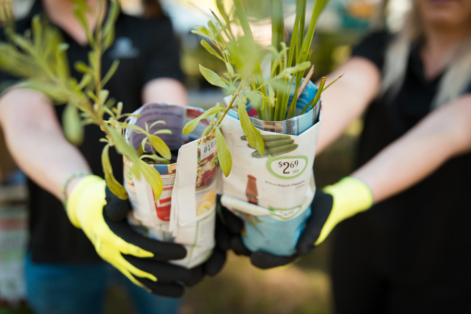 Celebrate planting month of May with subsidised native plants