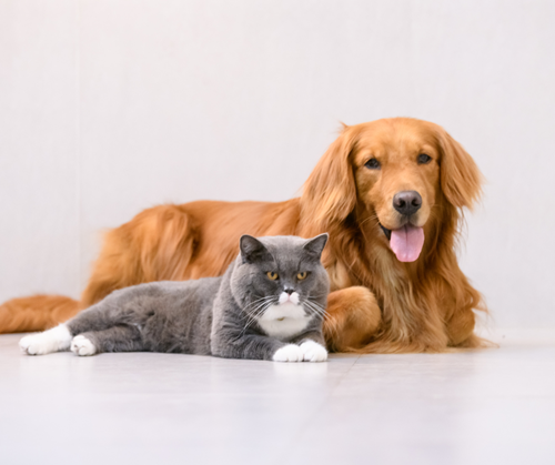 Pay your annual cat and dog registrations by 1 November